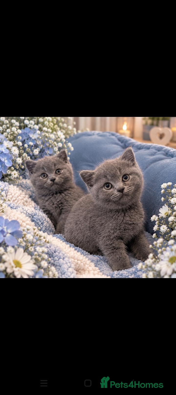 British Shorthair cats Champion purebred British Shorthairs  - Advert 4
