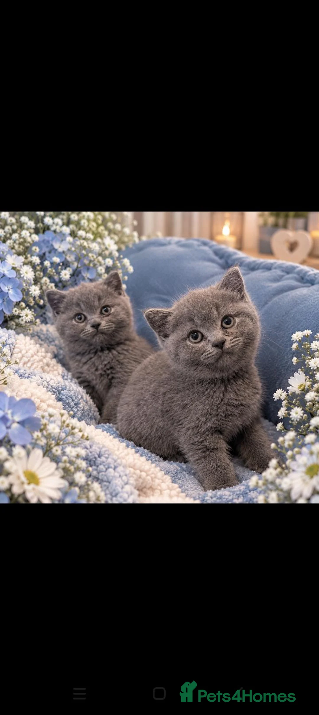 British Shorthair cats for sale: Champion purebred British Shorthairs  - Advert 1