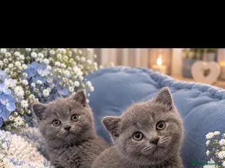 British Shorthair cats Champion purebred British Shorthairs - Advert 2