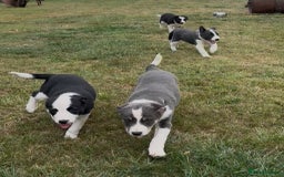 Border Collie dogs for sale: Boarder collie puppies  - Image 1