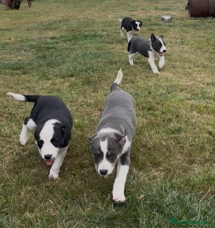 Border Collie dogs - Advert 2