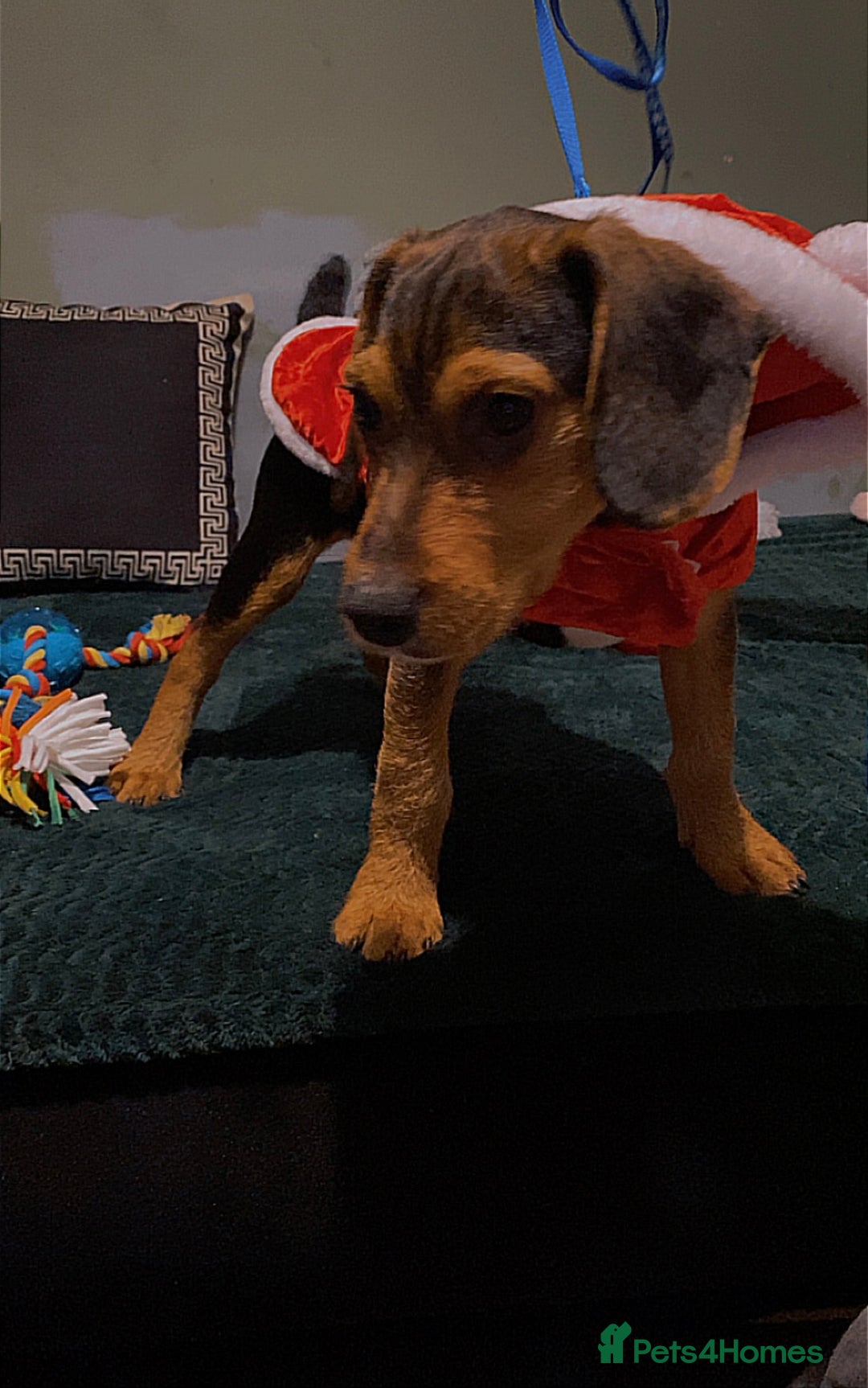 Bocker dogs for sale: Cocker spaniel x beagle pup  - Advert 1