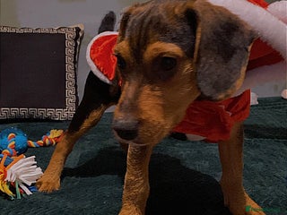 Bocker dogs Cocker spaniel x beagle pup - Advert 1