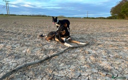 Mixed Breed dogs for sale: Kelpie x Collie puppies for sale!  - Image 13