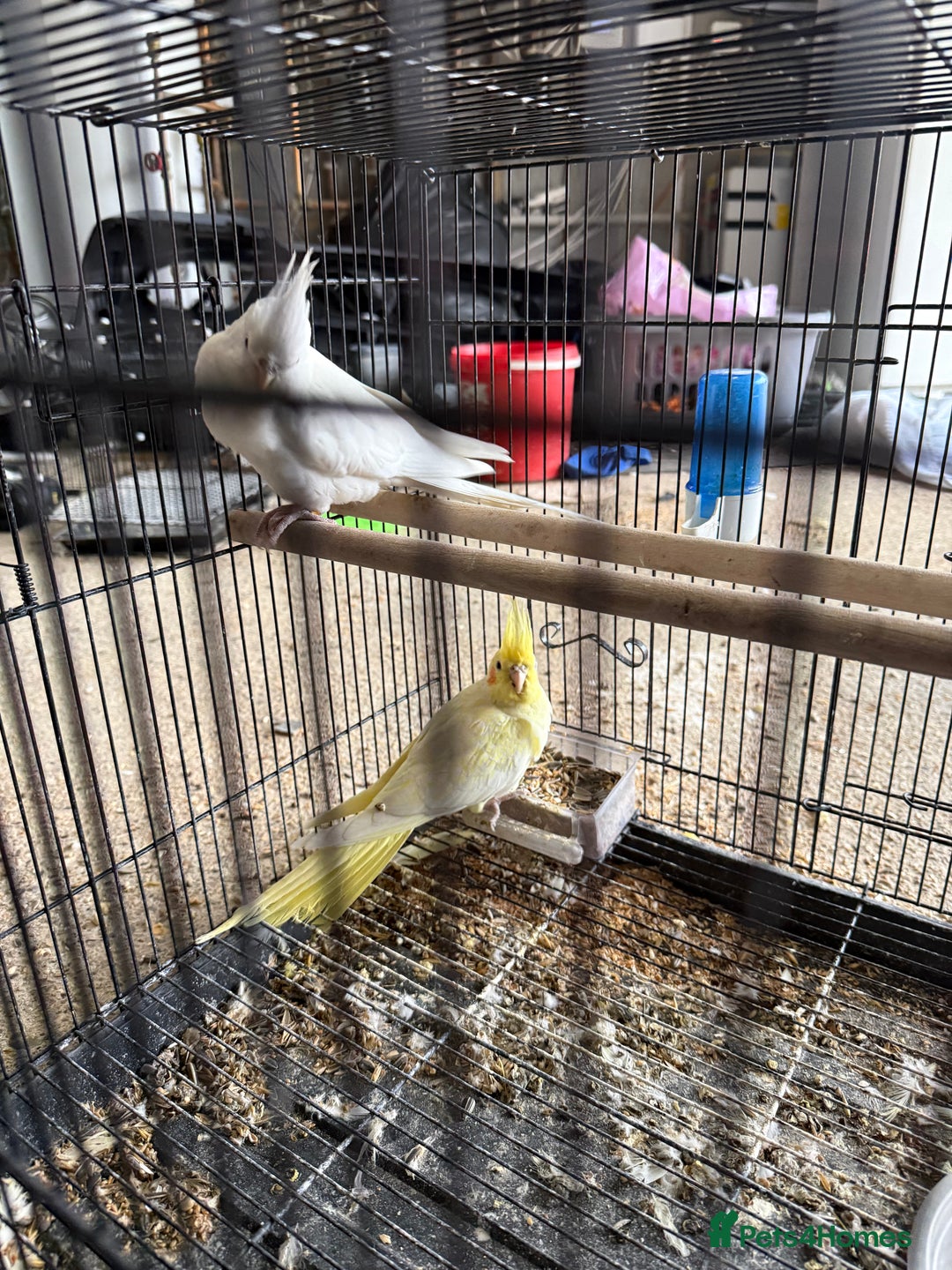 Lovebirds birds for sale: Pair of Cocktail  with cage  - Advert 3