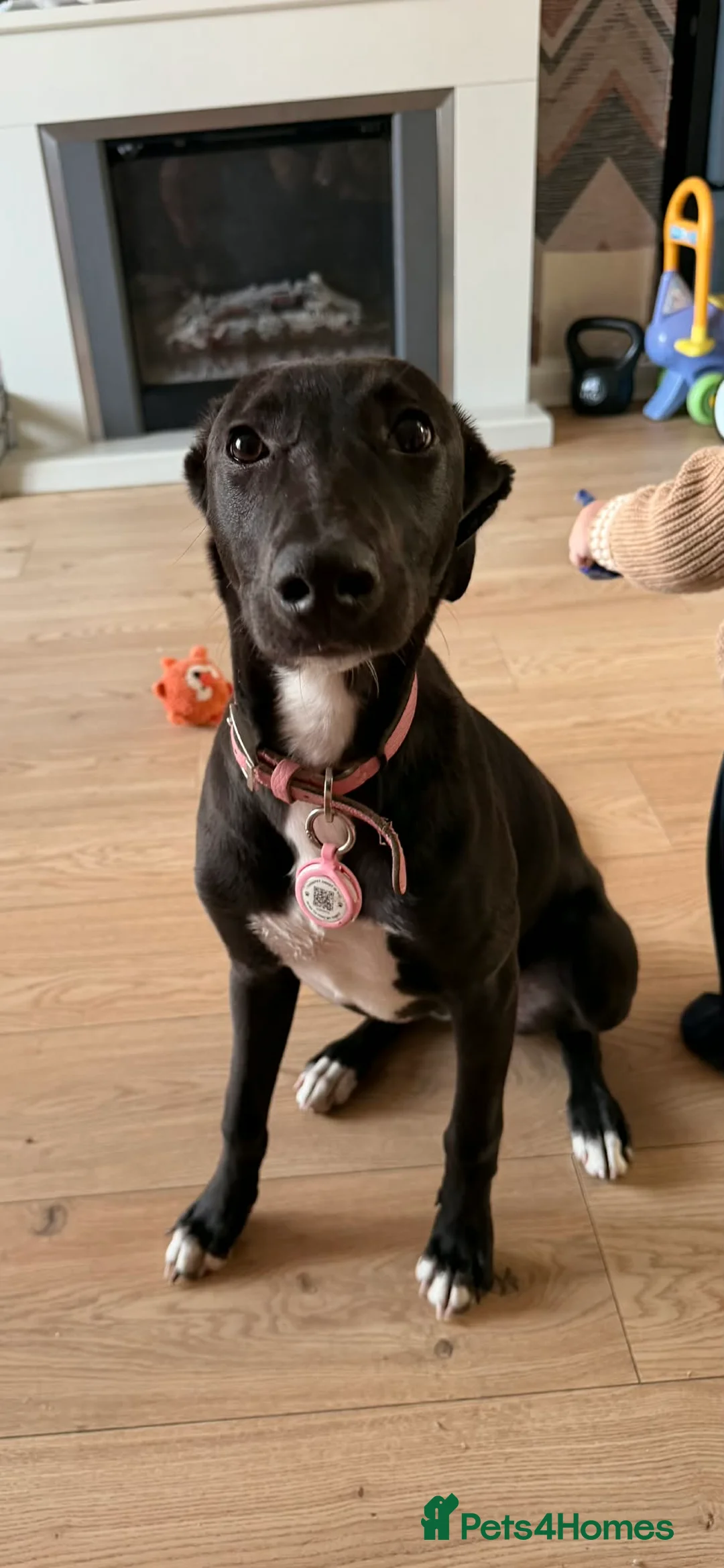 Mixed Breed dogs for sale: Greyhound - Advert 2