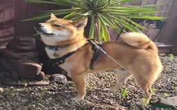 Japanese Shiba Inu dogs for stud: KC Registered Japanese Shiba Inu for Stud 🐕 - Image 2