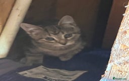 Domestic Shorthair cats for sale: kittens looking for forever home ! - Image 4