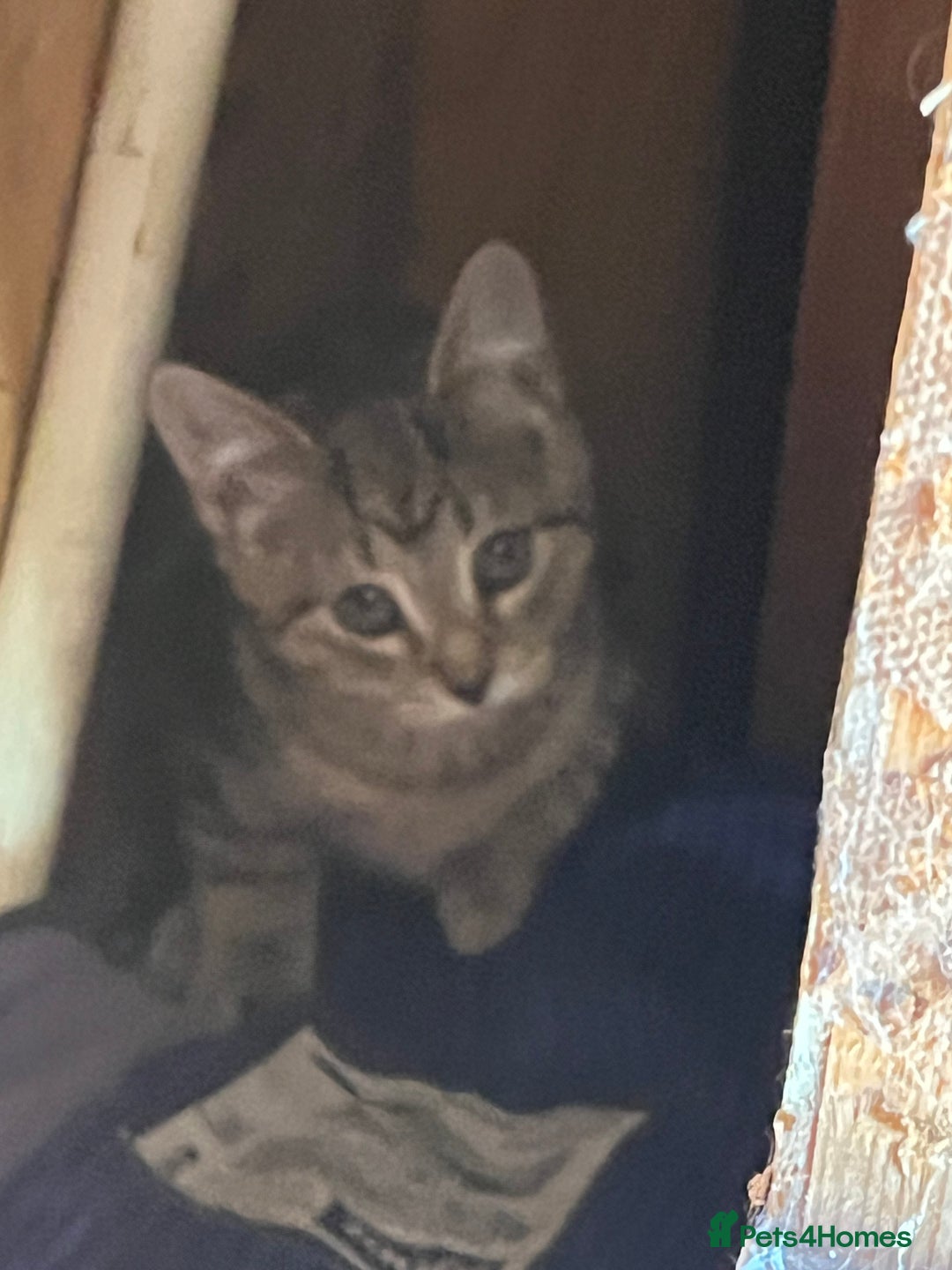 Domestic Shorthair cats for sale: kittens looking for forever home ! - Image 4