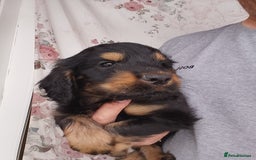Cockapoo dogs for sale: P.a.r. clear F1 cockapoo - Image 2