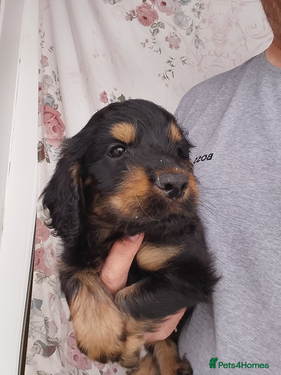 Cockapoo dogs for sale: P.a.r. clear F1 cockapoo - Image 2