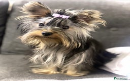 Yorkshire Terrier dogs for sale: Cute miniature Yorkshire terrier boys!  - Image 6