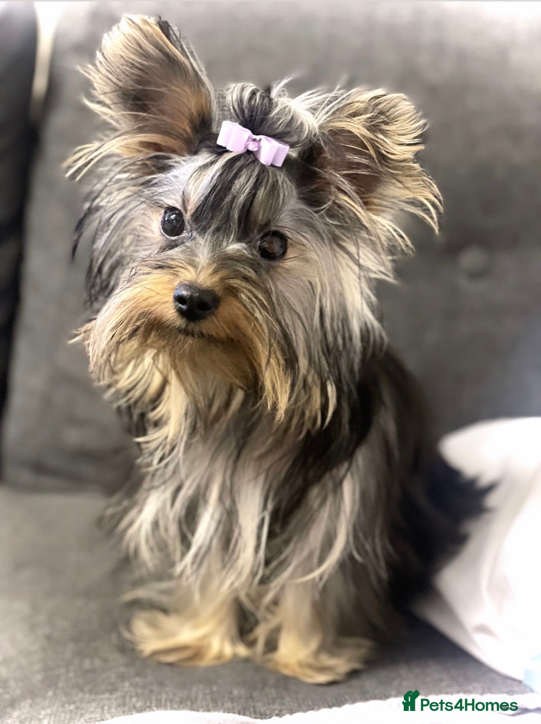 Yorkshire Terrier dogs for sale: Cute miniature Yorkshire terrier boys!  - Image 6