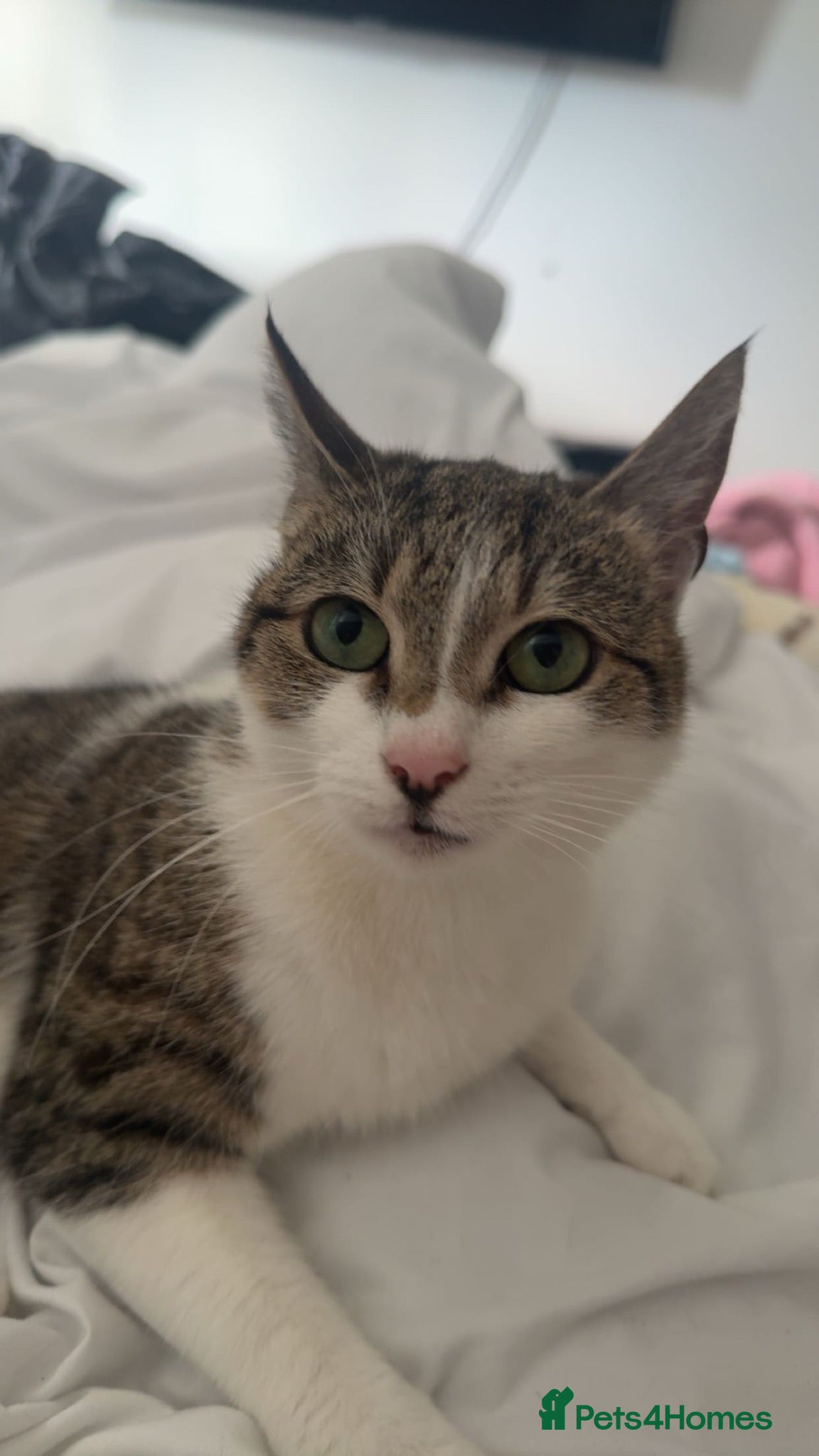 Mixed Breed cats Beautiful domestic shorthair, tabby-and-white - Advert 1