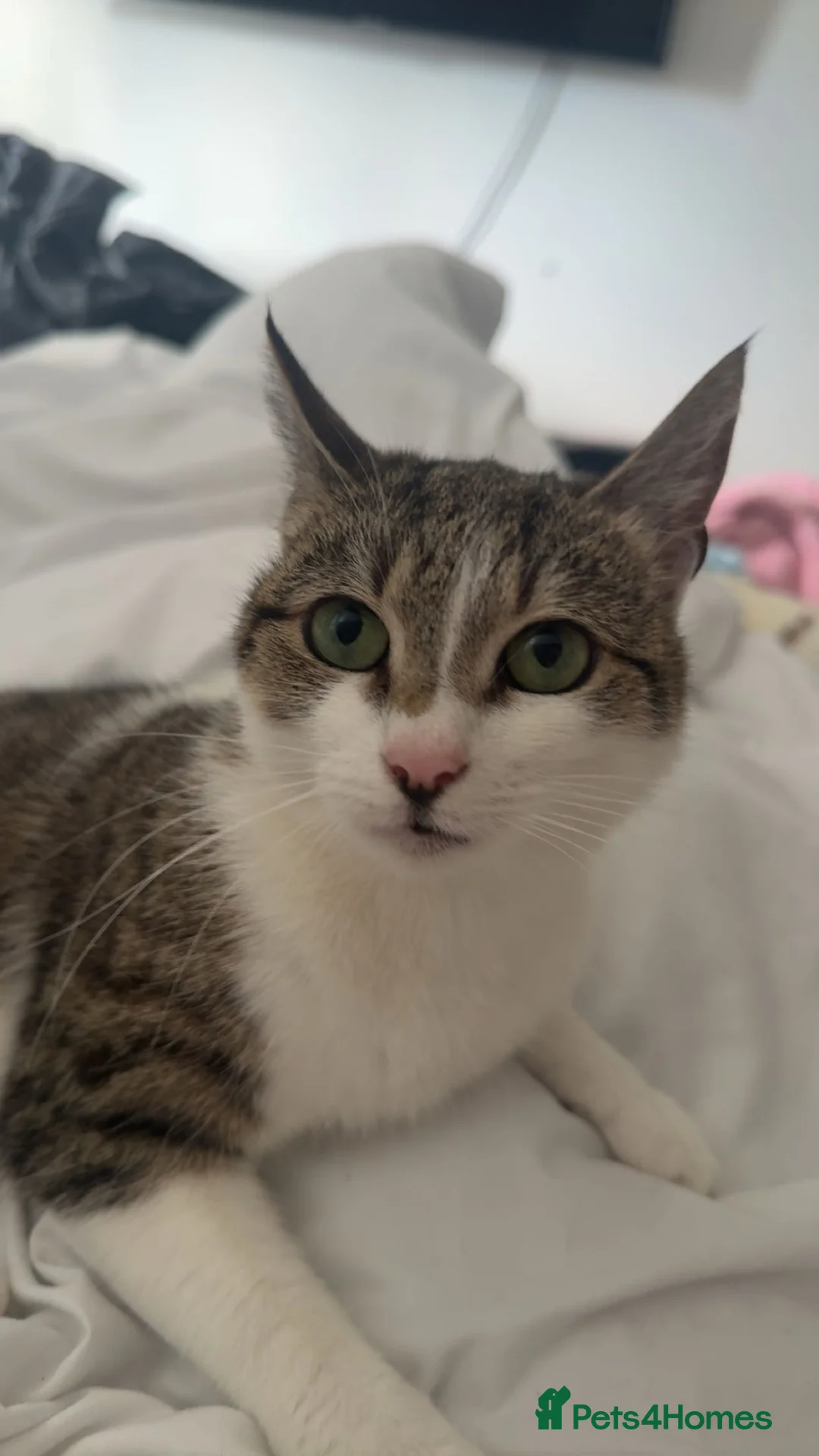 Mixed Breed cats for sale: Beautiful domestic shorthair, tabby-and-white in Burton-on-Trent - Advert 1