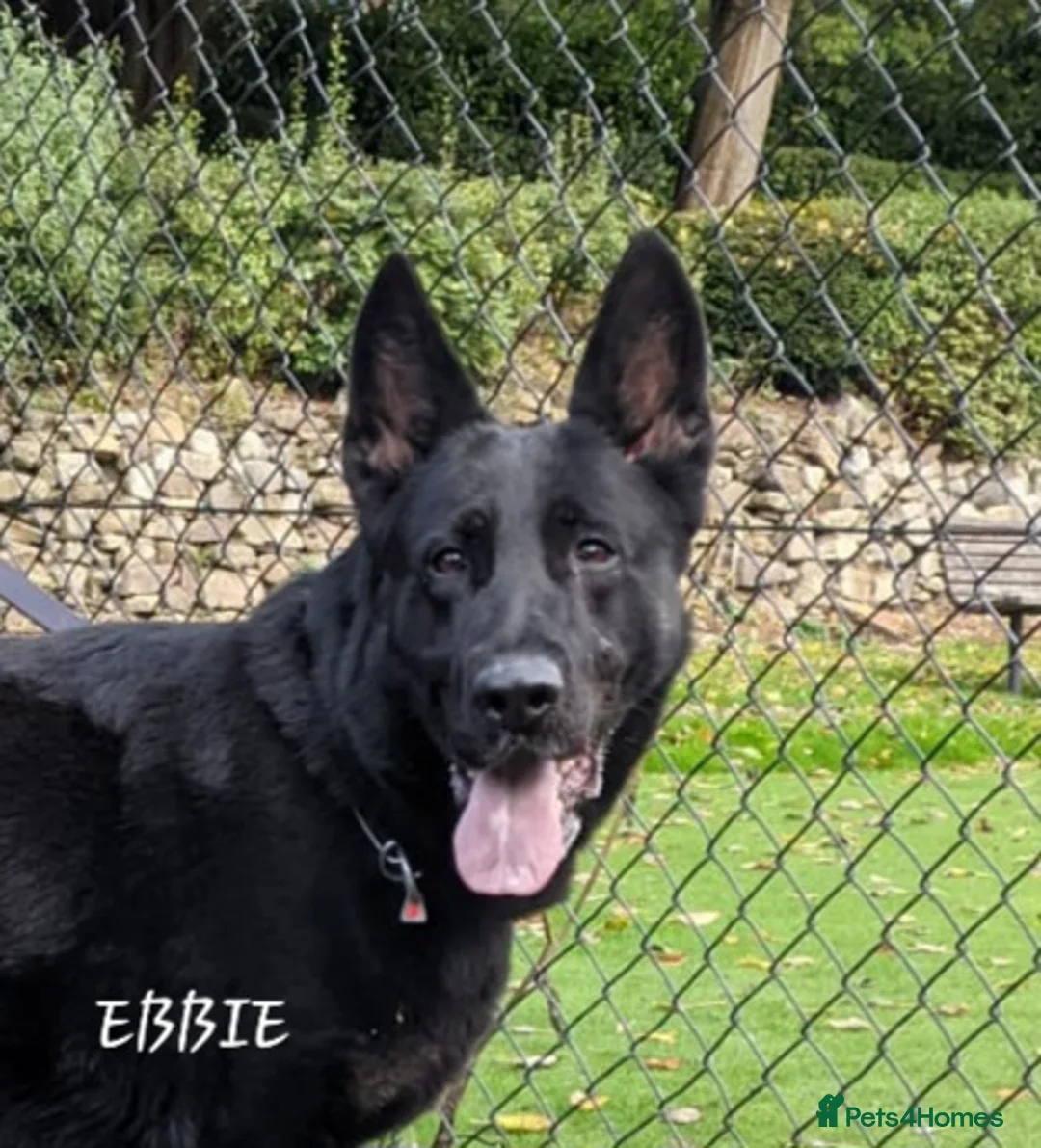 German Shepherd dogs for sale: Female working line DDR  - Advert 2