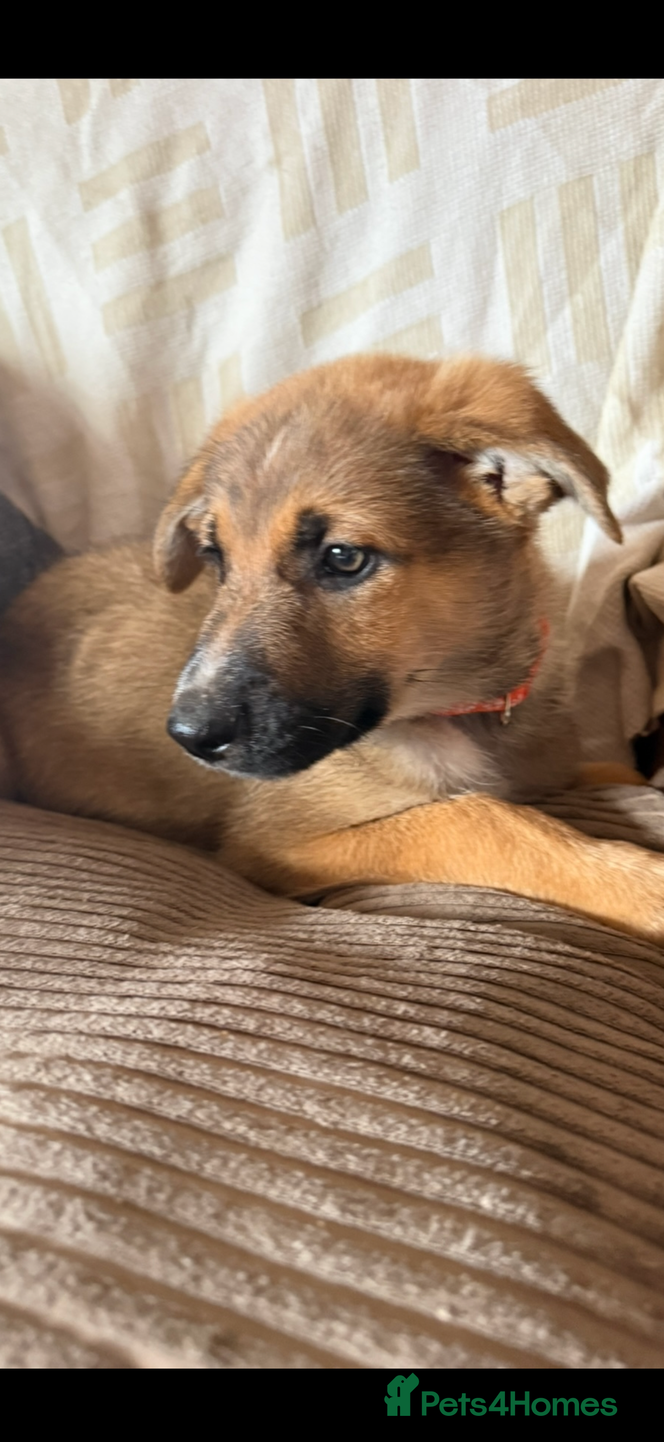 Mixed Breed dogs Shollie puppies for sale one beautiful boy left  - Advert 15
