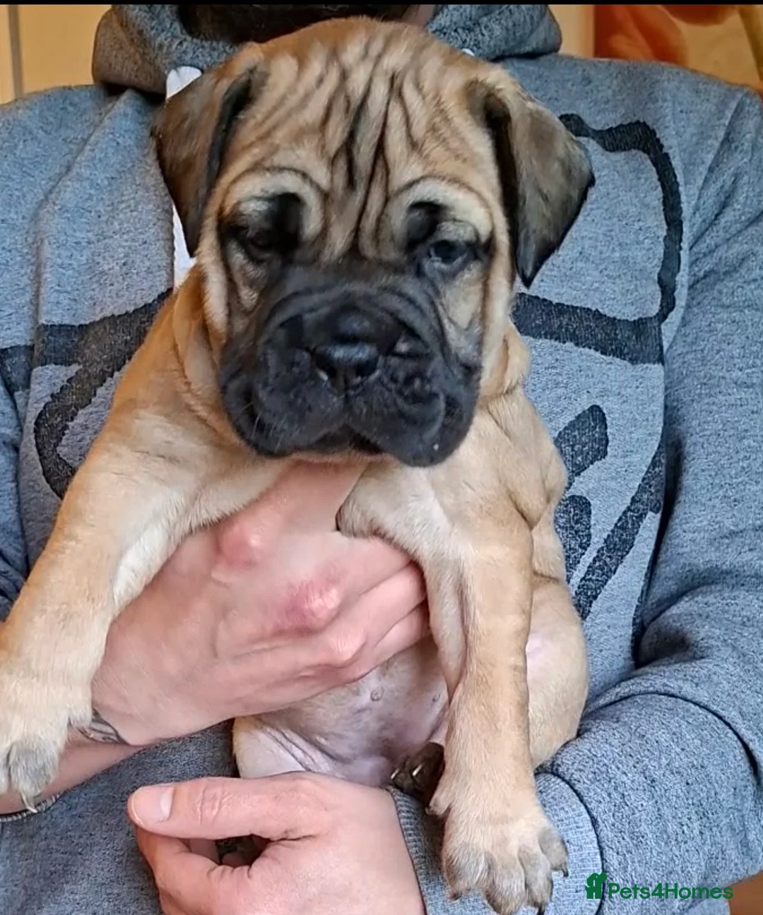 Bullmastiff dogs for sale: Exceptional litter of bullmastiffs  - Advert 4