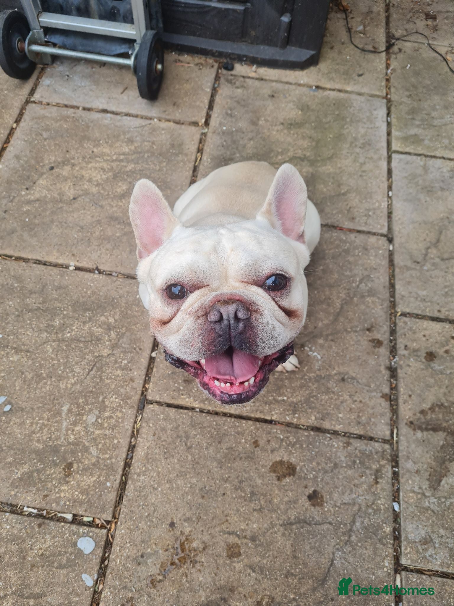 French Bulldog dogs Platinum french bulldog  - Advert 10