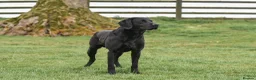 Labrador Retriever dogs for sale: Beautiful KC Registered Black Labrador Puppies - Advert 14