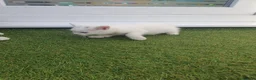Mixed Breed cats for sale: Kiiten  - Advert 5
