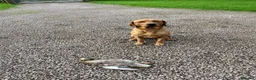 Labrador Retriever dogs for sale: Outstanding Red Fox Labrador Puppies - Advert 5