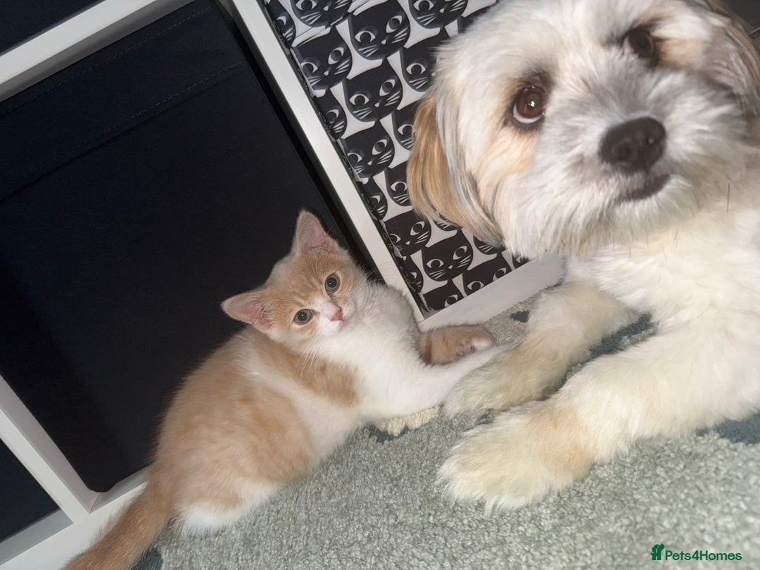 Mixed Breed cats for sale: Beautiful male kitten - Image 3