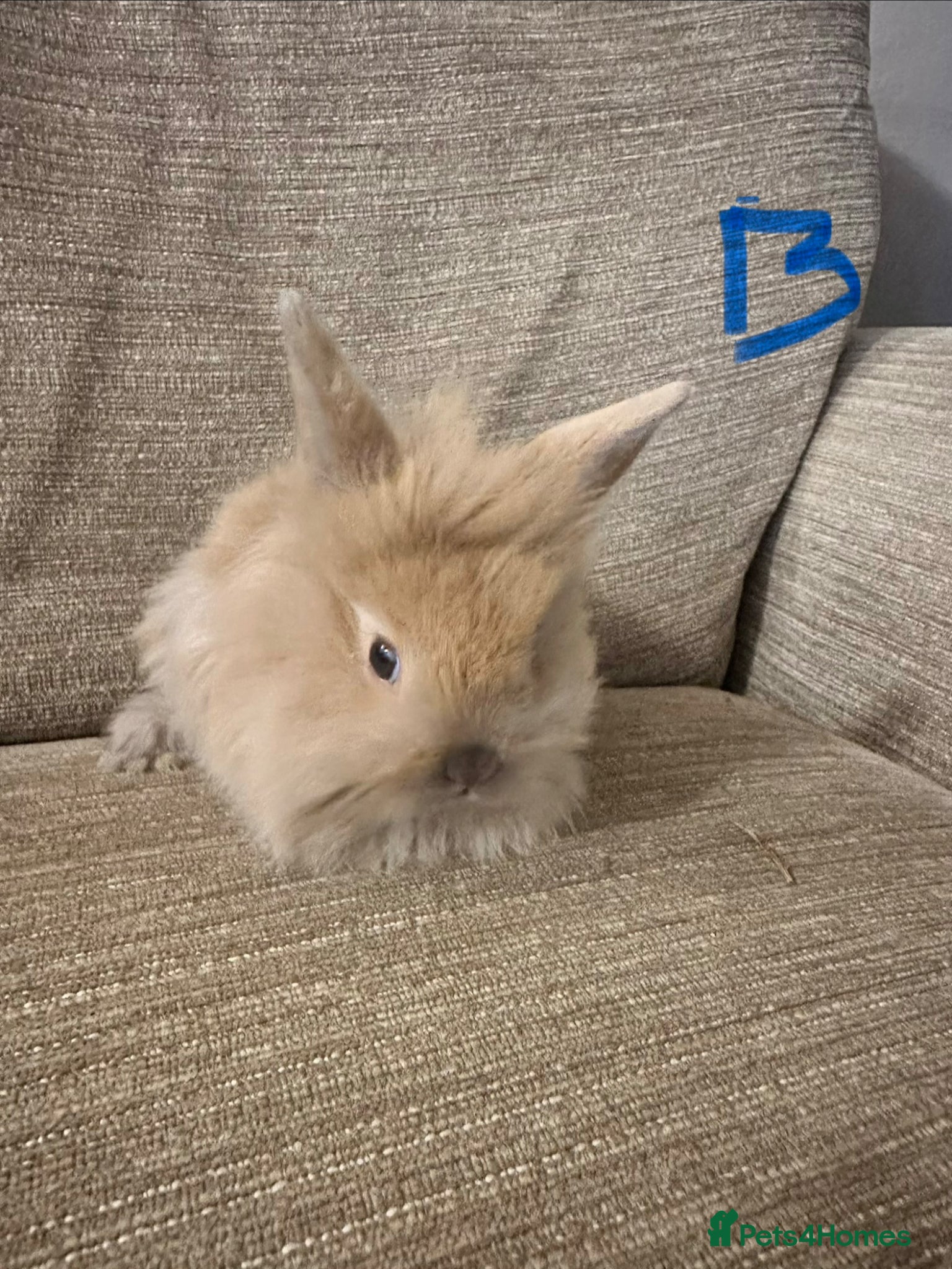 Mini Lop rabbits Mini lops available ready to leave now  - Advert 2