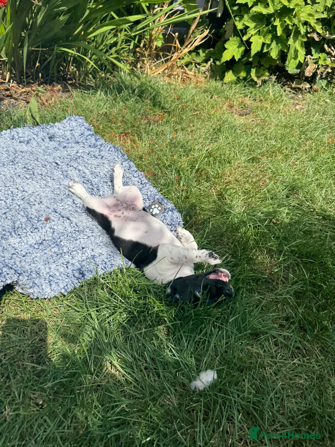 Jack Russell dogs for sale: 5 Available: Jack Russell Puppies. 2 Girls, 3 Boys - Image 34