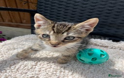Turkish Angora cats for sale: ⭐️ Beautiful Turkish Angora X Bengal kittens ⭐️ - Image 8