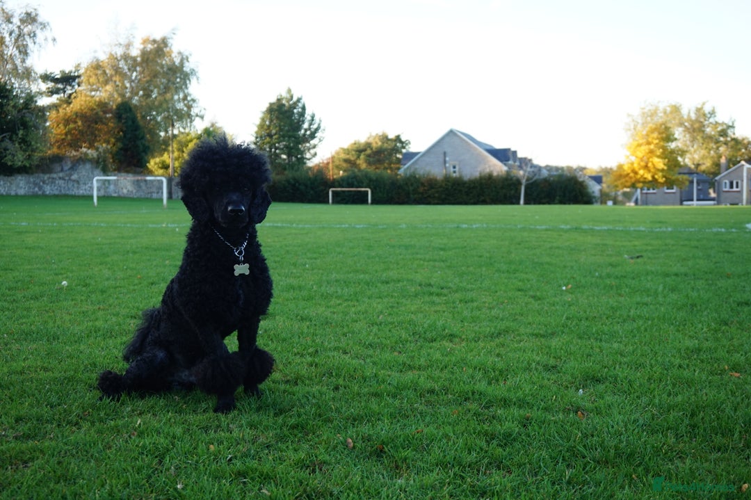 Miniature Poodle dogs for stud: Miniature Poodle Stud - Edinburgh/West Lothian - Image 2