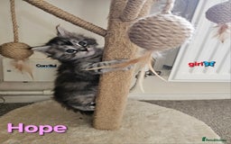 Maine Coon cats for sale: Beautiful Pedigree Maine Coon Kittens – Ready Soon - Image 8