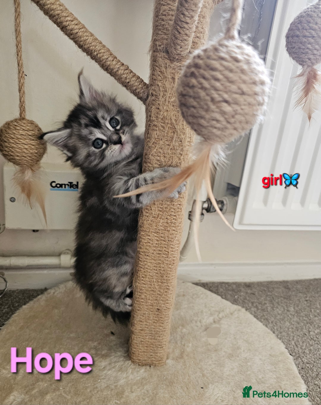 Maine Coon cats for sale: Beautiful Pedigree Maine Coon Kittens – Ready Soon - Image 8