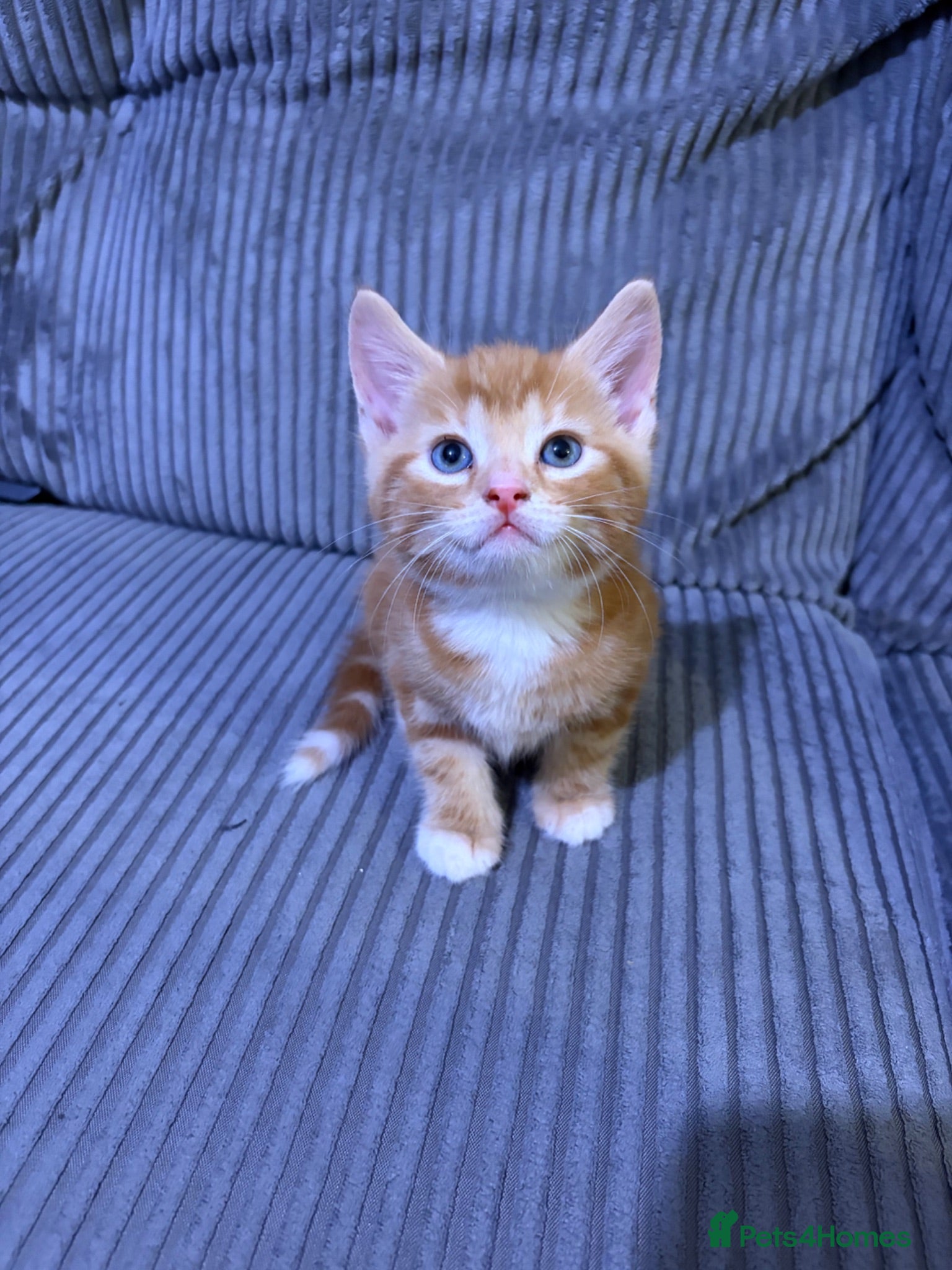 Mixed Breed cats Gorgeous Kittens😍 Ready To Leave Now! - Advert 1