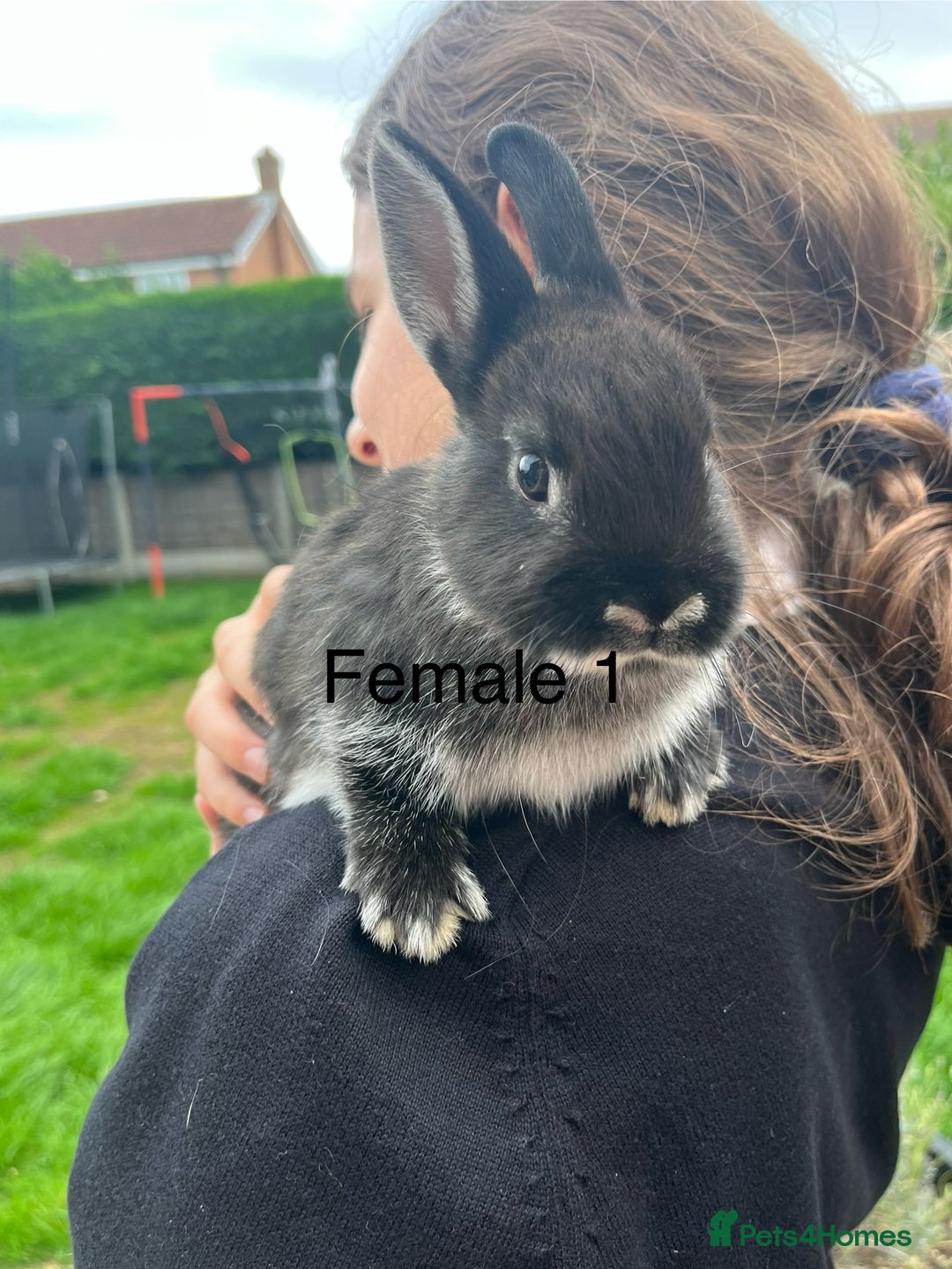 Netherland Dwarf rabbits for sale: Beautiful Purebred Netherland Dwarfs - Image 4