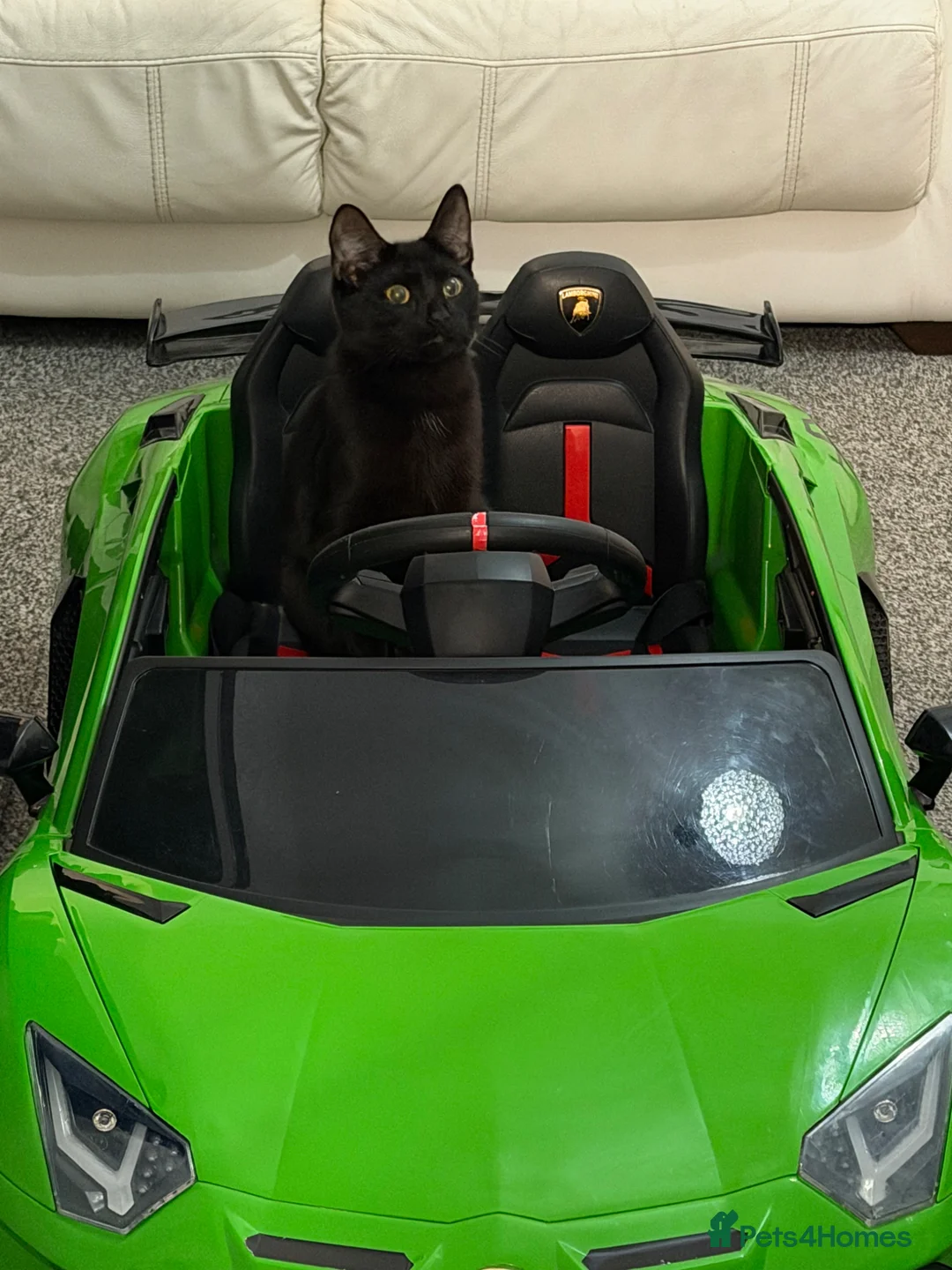 Brazilian Shorthair cats for sale: Cats  in Gateshead - Advert 4