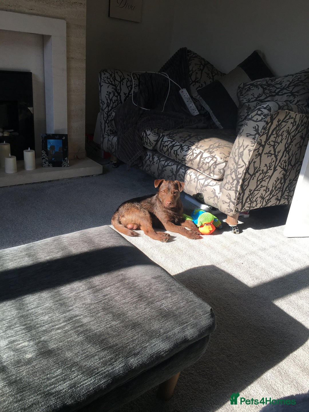 Patterdale Terrier dogs for stud: STUD PATTERDALE - Image 2