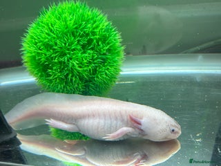 Axolotl reptiles - Advert 1