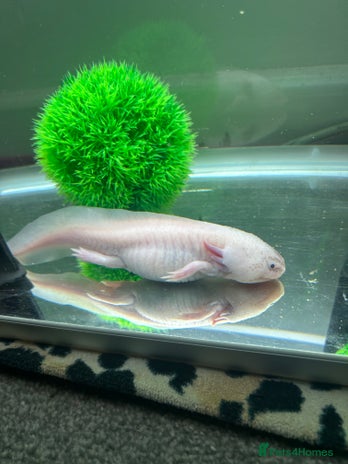 Axolotl reptiles - Advert 1