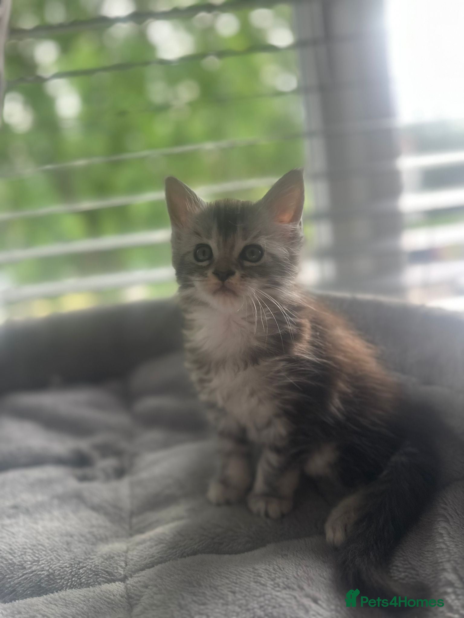 Maine Coon cats for sale: Stunning Maine Coon Litter Of Kittens  in Billericay - Advert 6