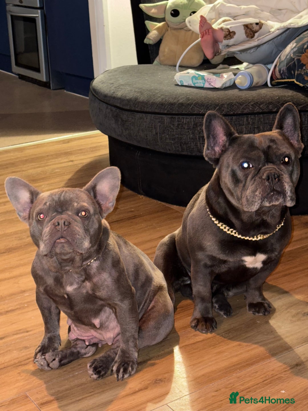 French Bulldog dogs for sale: 1 KC REG BOY LEFT 🩵🩵🩵 READY TO GO 🩵 in Basildon - Image 13