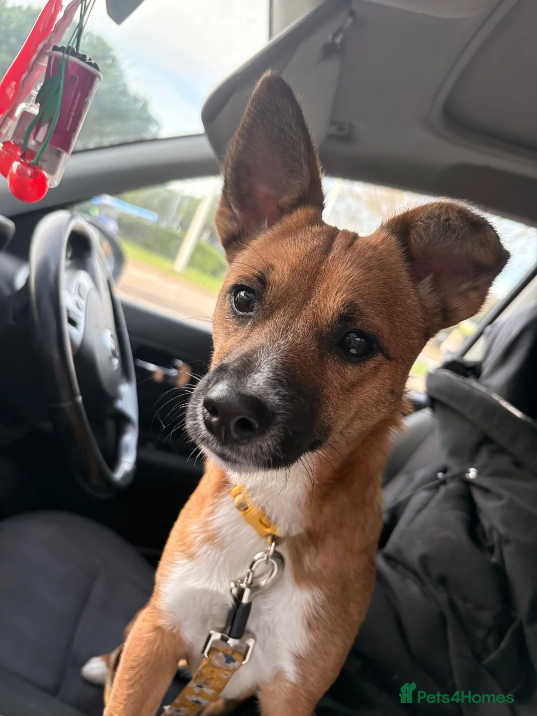 Patterjack dogs for sale: Foxy Roxy  - Advert 2