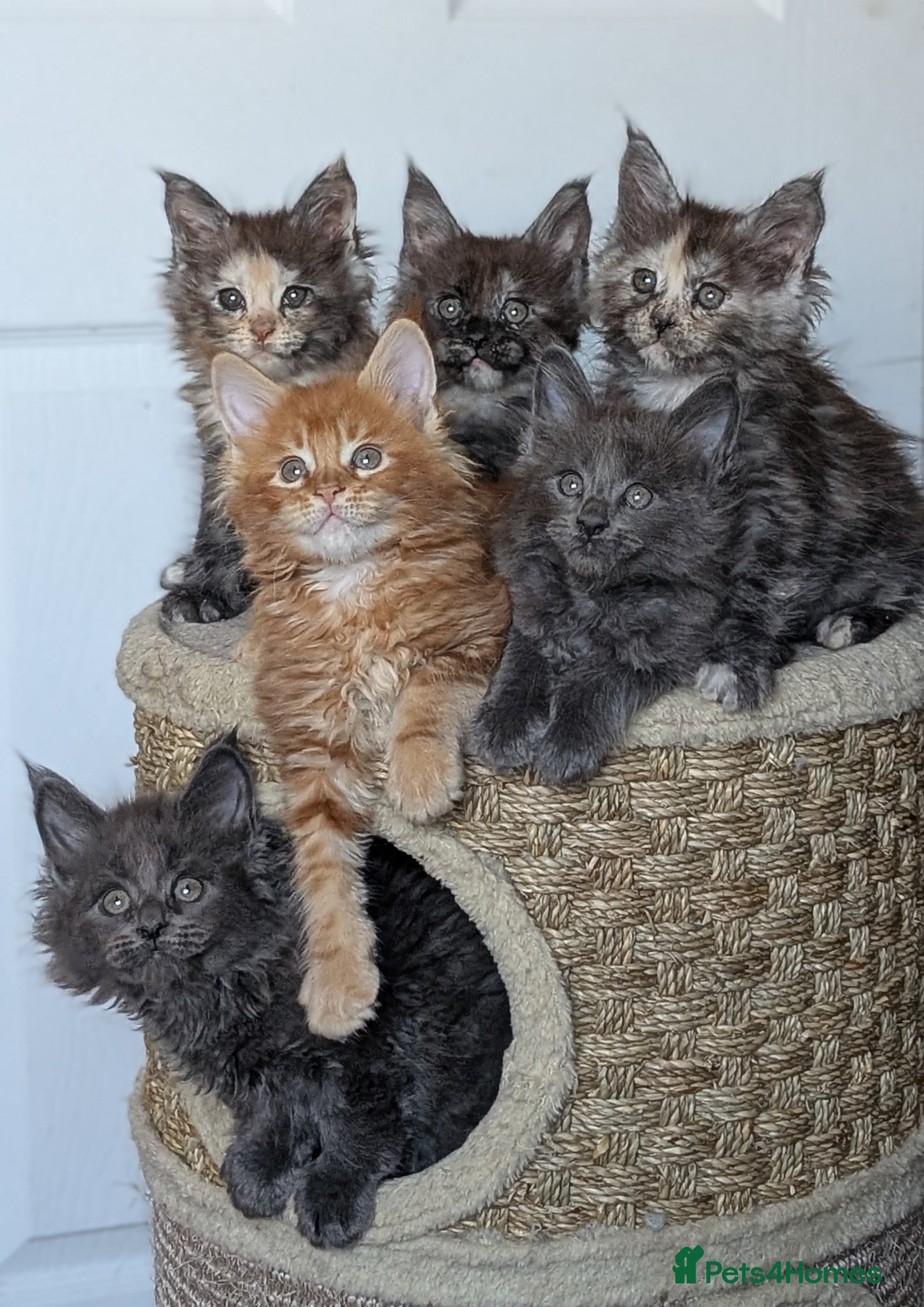 Maine Coon cats Maine coon kittens 7 weeks old - Advert 18