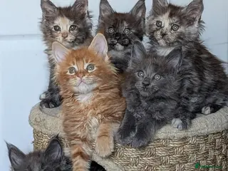 Maine Coon cats Maine coon kittens 7 weeks old - Advert 18