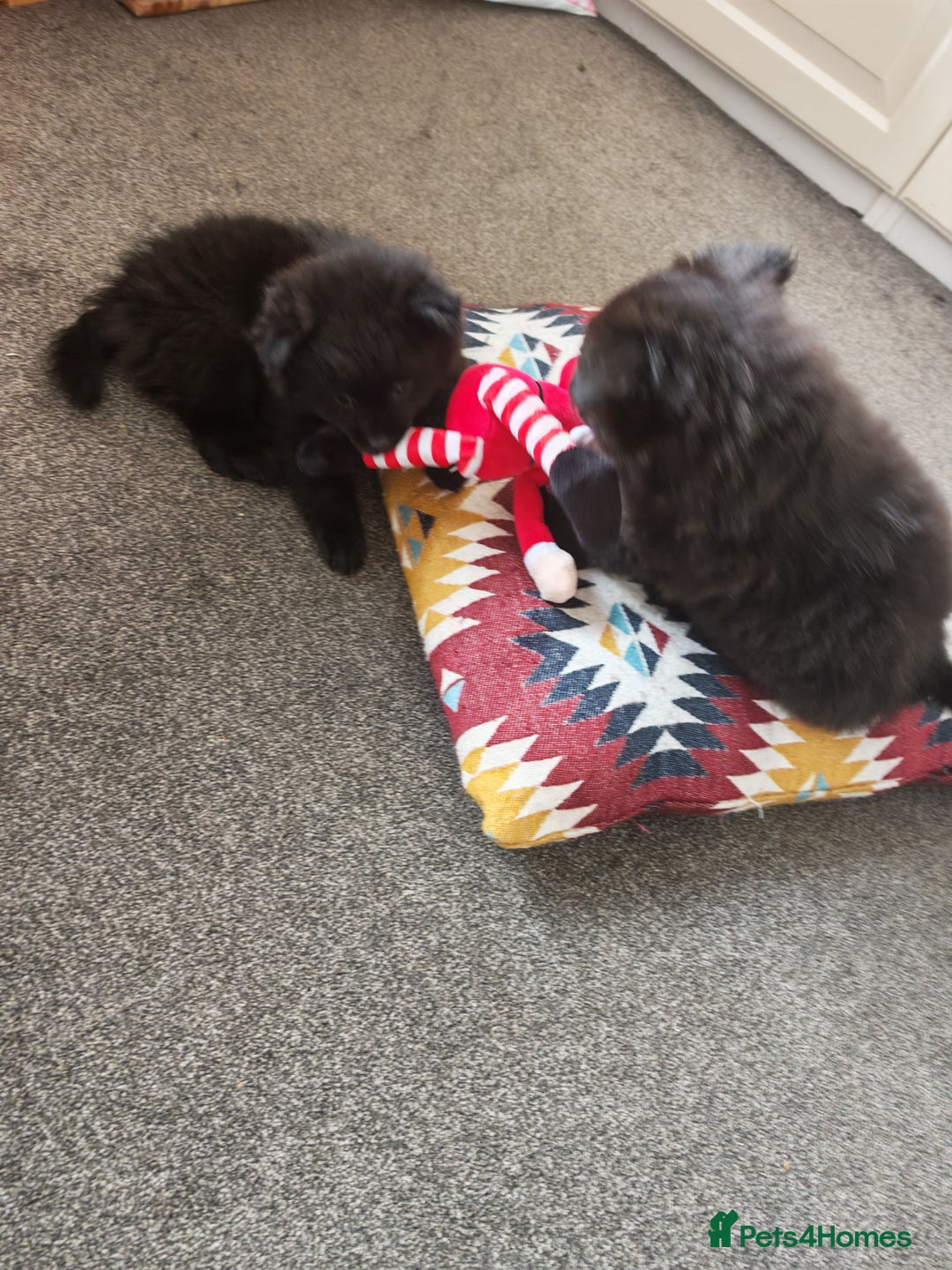 Pomeranian dogs for sale: Pomeranian for sale - Advert 17