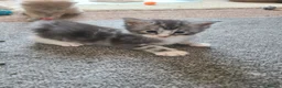 Maine Coon cats for sale: Maine coon kittens - Advert 5