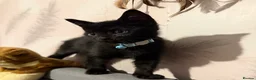 Savannah cats for sale: savannah/maine coon tabby mix kittens  - Advert 9