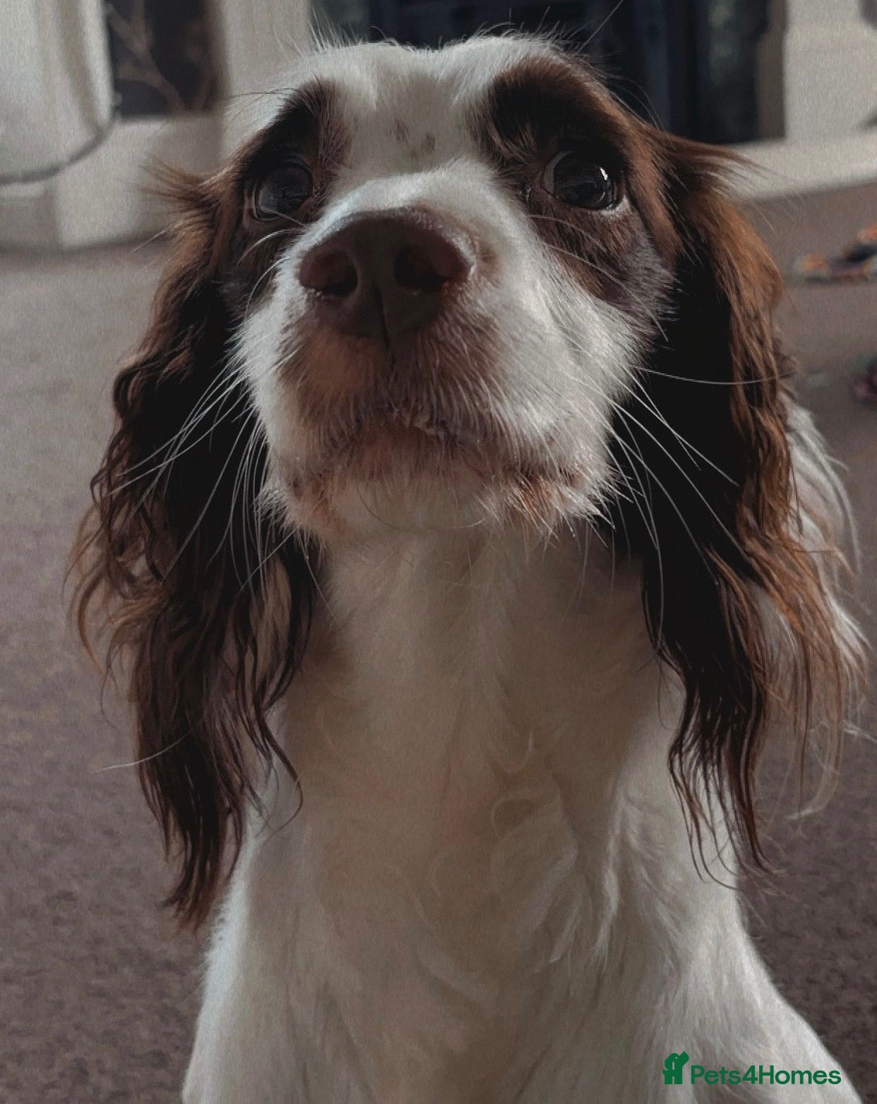 English Springer Spaniel dogs Springer spaniel  - Advert 2