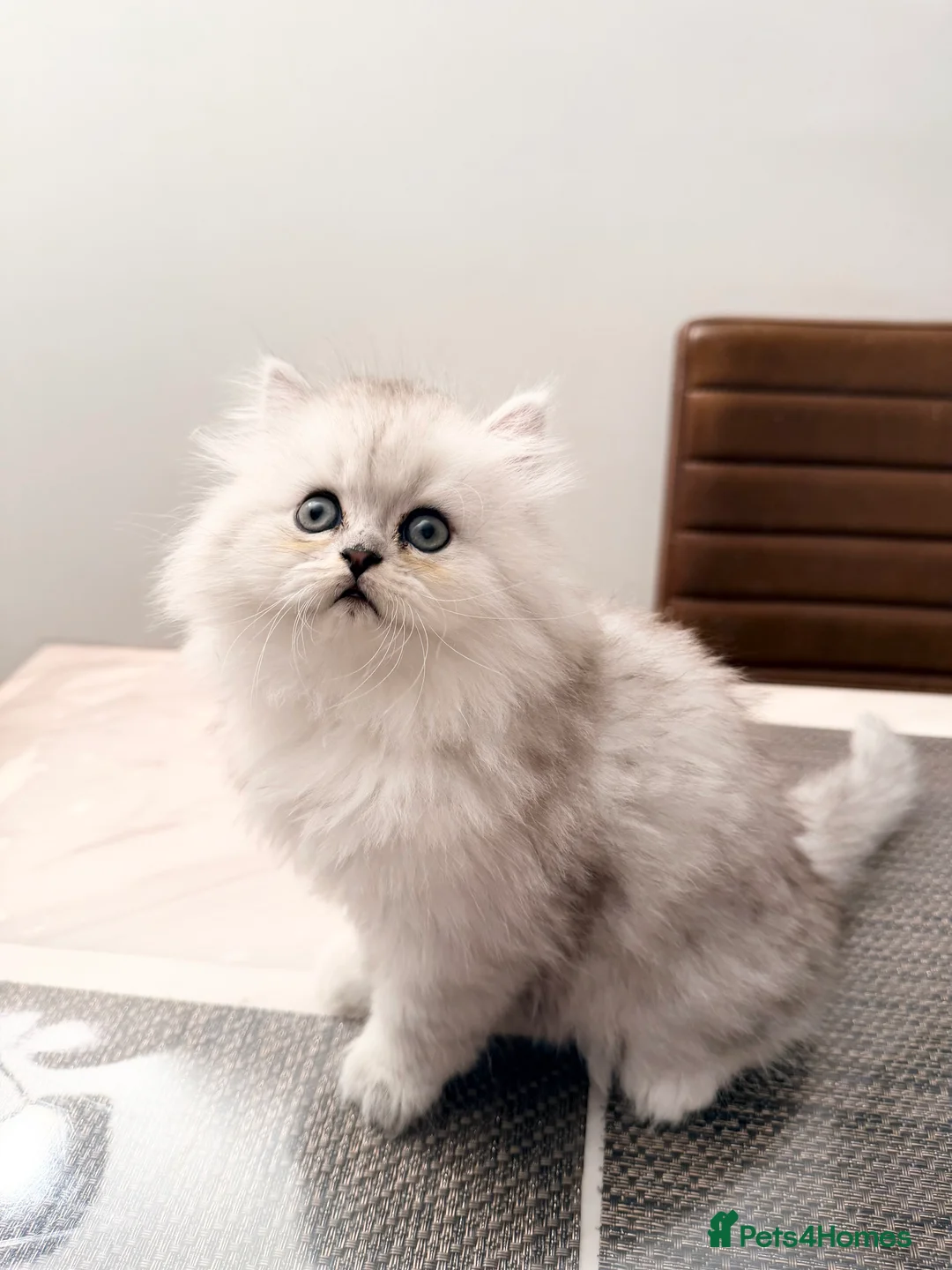 Persian cats for sale: 1 female Persian chinchilla  - Advert 6