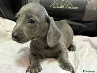 Dachshund dogs GORGEOUS KC REG STANDARD MALE PUPS - Advert 6